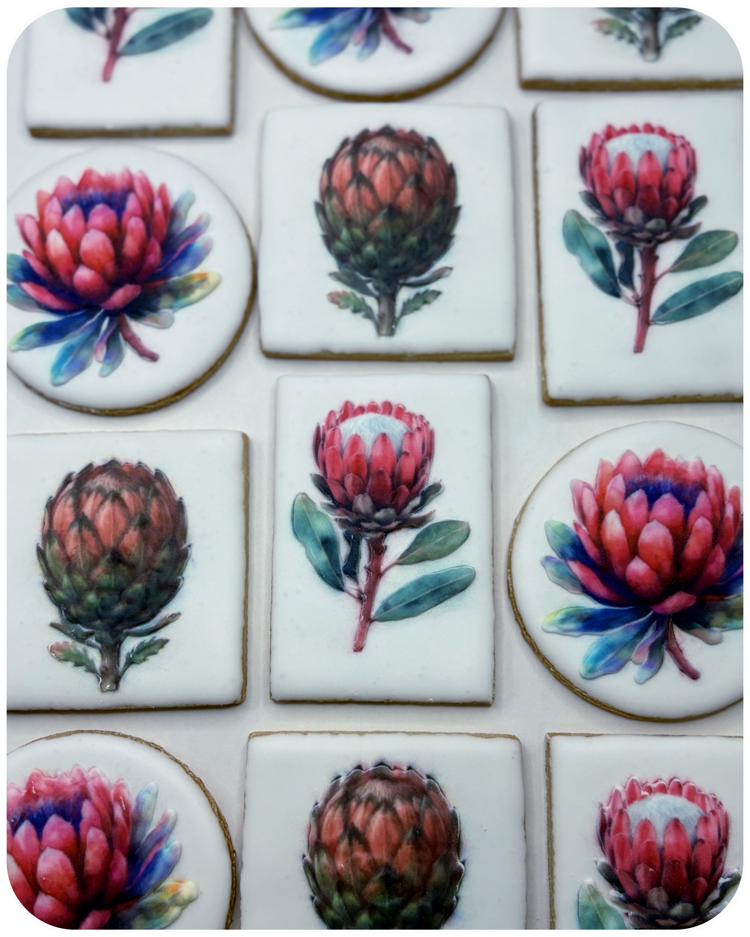 Protea floral cookies
